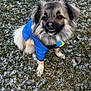 Chester is registered to the contest to win money with this photo: blue_jacket, brown_eyes, collar, cute, dog, dog_tag, fluffy_tail, fur, grass, grin, leash, nose, outdoor, pomeranian_mix, portrait, sitting, small_dog, snow, teeth, winter