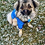 blue_jacket, brown_eyes, canine, close_up, collar_tag, cute, dog, fluffy_fur, fluffy_tail, grass, happy_expression, leash, looking_at_camera, outdoor, pet, portrait, sitting, small_dog, snow, winter