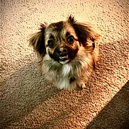 Chester is registered to the contest to win money with this photo: adorable, big_eyes, brown_fur, carpet, closeup, cute, dog, dog_tag, floppy_ears, indoor, long_fur, looking_up, pet_collar, portrait, shadow, sitting, small_dog, soft_lighting, textured_background, whiskers