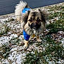 Chester is registered to the contest to win money with this photo: blue_jacket, brown_fur, close_up, collar, cute, dog, eyes, fluffy, fur, grass, leash, outdoors, paws, portrait, small_dog, snaggletooth, snow, tail, walk, winter