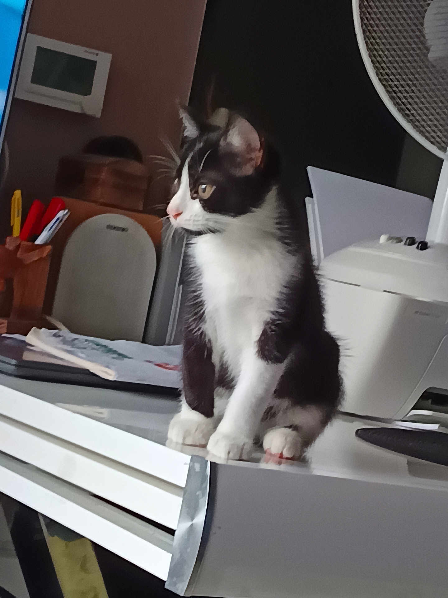 Filou participe au concours pour gagner de l'argent avec cette photo : cat, black_and_white, desk, indoor, curious, pet, feline, office, stationery, fan, paper, electronics, domestic_animal, white_surface, side_view, sitting, focused, animal, home, quiet