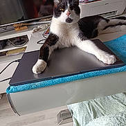 Filou a rejoint le concours — aidez-le/la à gagner de superbes lots ! animal, black_and_white, cat, cord, cozy, electronics, furniture, indoor, laptop, living_room, monitor, papers, paw, pet, printer, relaxed, stretching, table, technology, towel