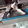 animal, black_and_white, cat, cord, cozy, electronics, furniture, indoor, laptop, living_room, monitor, papers, paw, pet, printer, relaxed, stretching, table, technology, towel