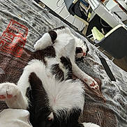 Filou participe au concours pour gagner de l'argent avec cette photo : cat, black_and_white, animal, pet, sleeping, relaxed, fluffy, paw, pink_paw_pads, blanket, patterned_blanket, indoor, furniture, chair, desk, remote_control, cozy, home, resting, cute