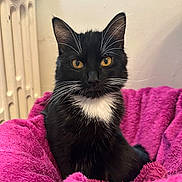 Wonka a rejoint le concours — aidez-le/la à gagner de superbes lots ! abyssinian, animal, appliance, blackcat, blanket, cat, device, electricaldevice, indoors, kitten, laundry, manx, pet, purple, quilt, radiator, towel, velvet