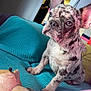 animal, blanket, close_up, colorful, cozy, cute, dog, ears, french_bulldog, furniture, home, indoor, merle_pattern, pet, plush_toy, portrait, puppy, sitting, teal_blanket, young_dog