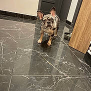 Vanina participe au concours pour gagner de l'argent avec cette photo : alert, animal, companion, curious, dog, door, ears_up, floor, french_bulldog, hallway, house, indoor, looking, marble_floor, merle, pet, reflection, standing, wall, water_bowl