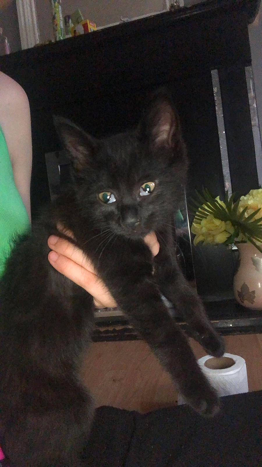 Peanut joined the competition — help win amazing prizes! black_cat, carnivore, cat, darkness, domestic_short_haired_cat, felidae, flowerpot, fur, gesture, houseplant, human_leg, lap, plant, sitting, small_to_medium_sized_cats, tail, thigh, whiskers