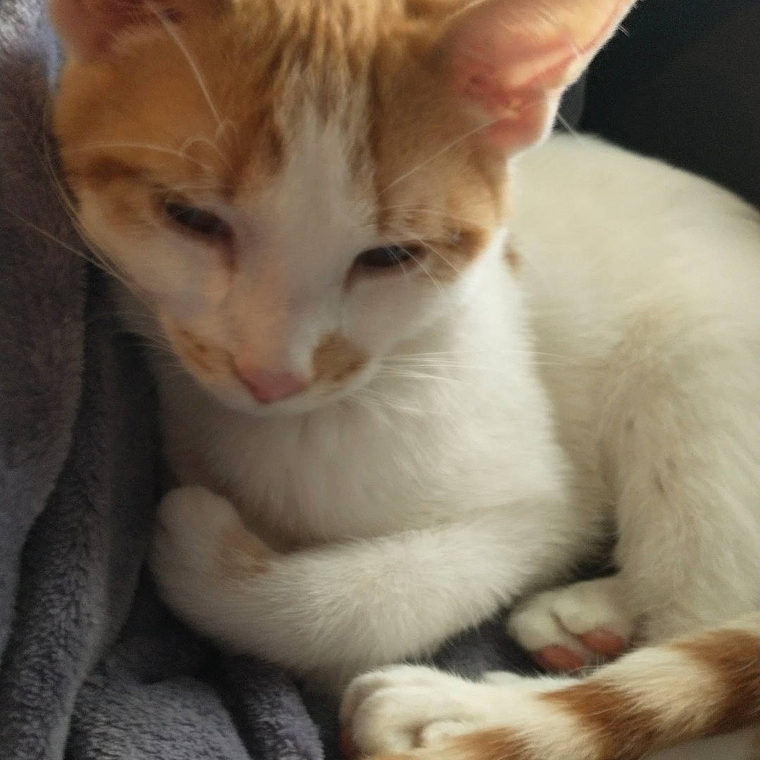 Andrew joined the competition — help win amazing prizes! carnivore, cat, cat_supply, claw, comfort, domestic_short_haired_cat, ear, eye, fawn, felidae, fur, nose, paw, photography, sitting, small_to_medium_sized_cats, snout, tail, whiskers