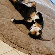 Mooglie participe au concours pour gagner de l'argent avec cette photo : carnivoran, cat, cat_like_mammal, dog, dog_breed_group, flooring, fur, paw, small_to_medium_sized_cats, snout, whiskers