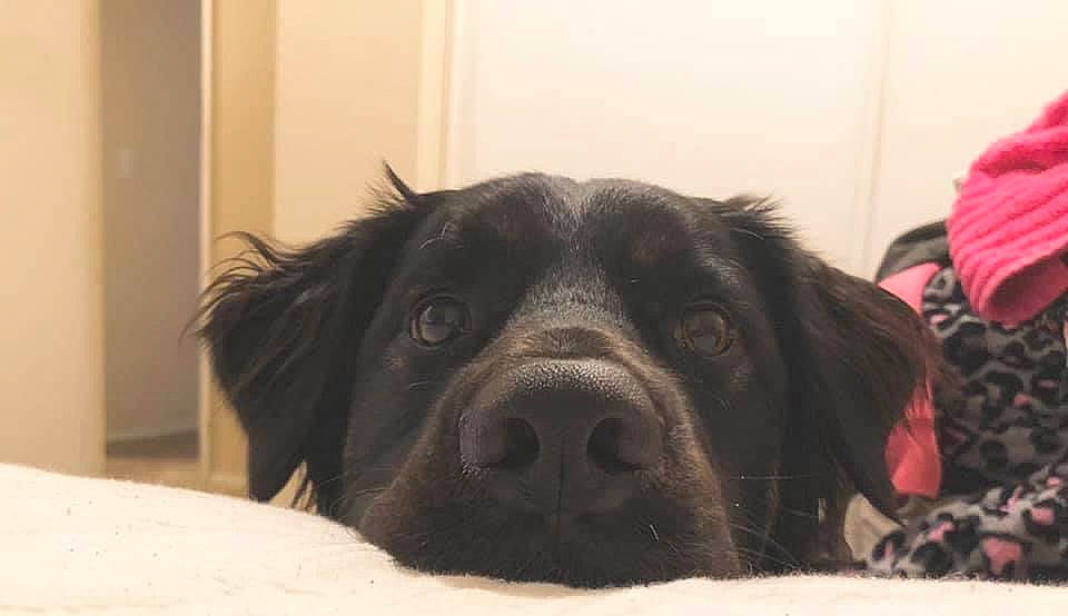 Chakra is registered to the contest to win money with this photo: black, canidae, carnivore, comfort, companion_dog, dog, dog_breed, fur, gun_dog, iris, liver, skin, snout, sporting_group, terrestrial_animal, vertebrate, whiskers, working_animal, working_dog