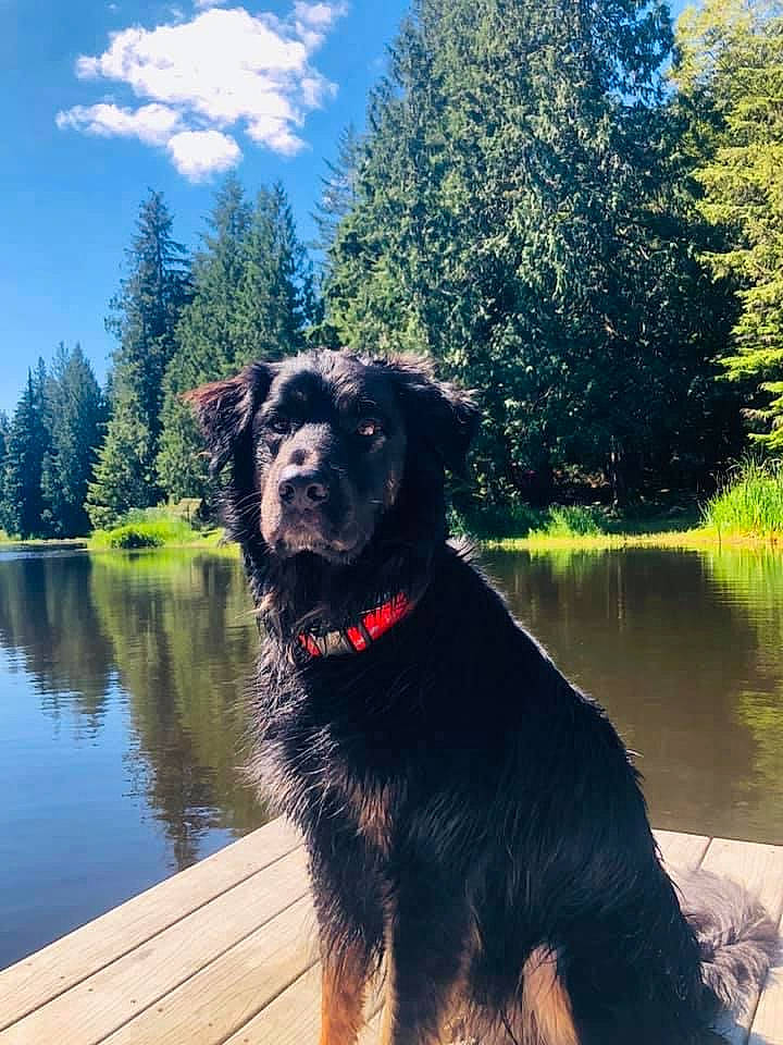 Chakra is registered to the contest to win money with this photo: bank, canidae, carnivore, channel, collar, companion_dog, dog, dog_breed, dog_collar, loch, natural_landscape, pond, reflection, reservoir, snout, sporting_group, water_resources, watercourse, wetland, working_animal