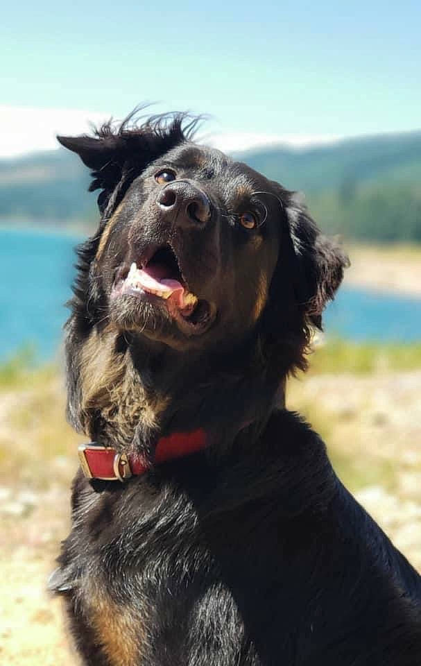 Chakra is registered to the contest to win money with this photo: canidae, carnivore, collar, companion_dog, dog, dog_breed, dog_collar, fur, guard_dog, hunting_dog, jaw, leash, pet_supply, reservoir, snout, sporting_group, tongue, vertebrate, whiskers, working_animal