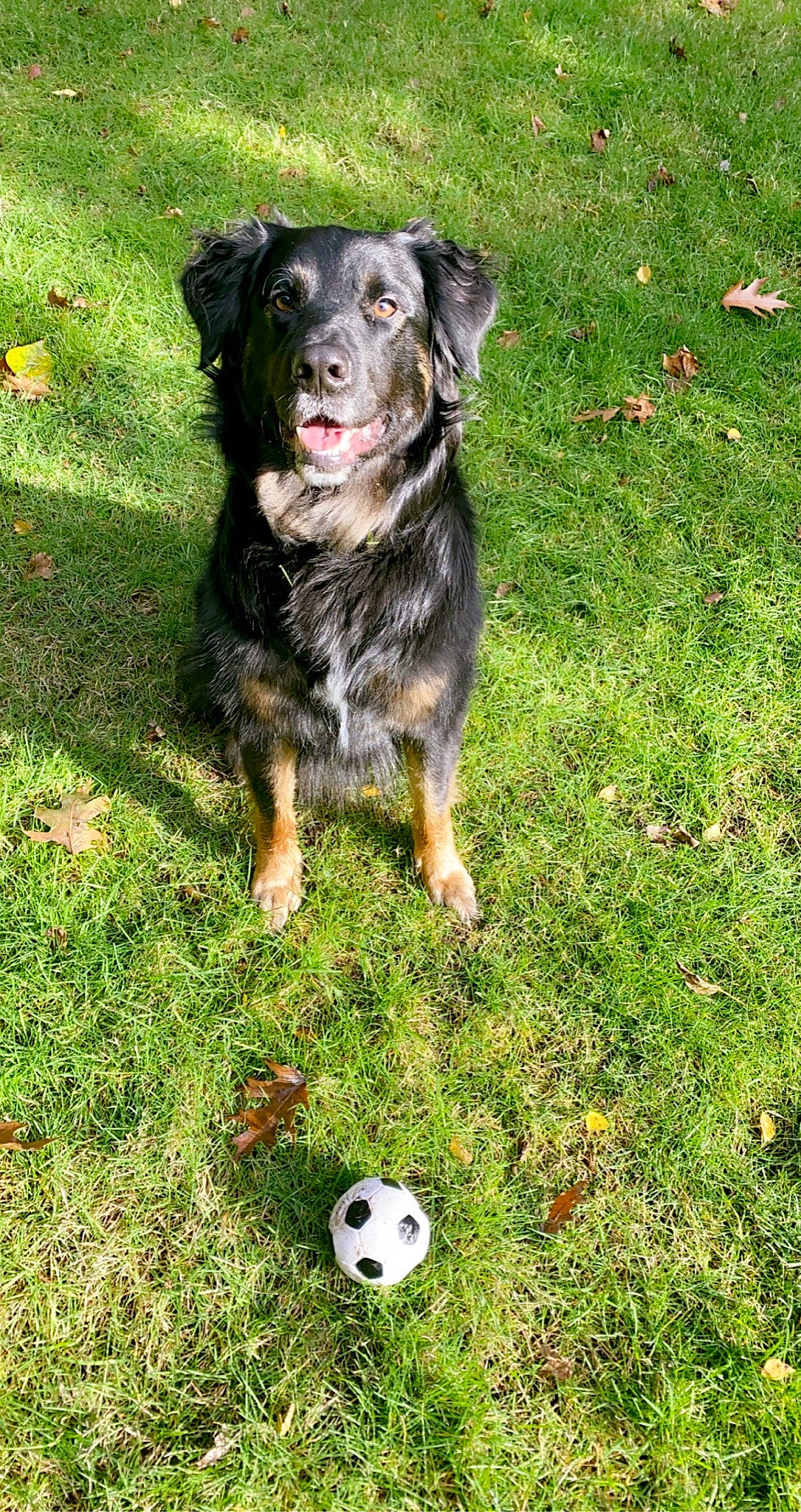 Chakra joined the competition — help win amazing prizes! ball, canidae, carnivore, companion_dog, dog, dog_breed, football, fur, grass, hunting_dog, lawn, pallone, snout, soccer_ball, sporting_group, vertebrate, whiskers, working_animal, working_dog