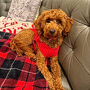 Fendi joined the competition — help win amazing prizes! dog, curly_fur, red_vest, leather_couch, plaid_blanket, pillow, indoor, pet, canine, resting, fur, cozy, comfortable, brown_dog, fluffy, home, domestic, relaxed, animal, companion