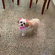 Canela is registered to the contest to win money with this photo: dog, small_dog, fluffy, white_fur, brown_fur, pink_bows, pink_collar, pink_outfit, standing, looking_at_camera, cute, pet, long_hair, curly_tail, indoors, terrazzo_floor, chair_legs, home, portrait, animal_photography