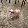 dog, small_dog, fluffy, white_fur, brown_fur, pink_bows, pink_collar, pink_outfit, standing, looking_at_camera, cute, pet, long_hair, curly_tail, indoors, terrazzo_floor, chair_legs, home, portrait, animal_photography