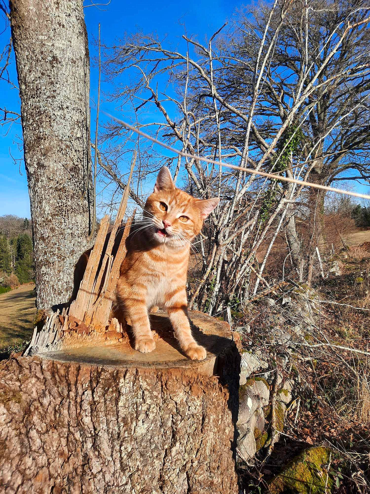 Choupi participe au concours pour gagner de l'argent avec cette photo : big_cats, branch, carnivore, cat, domestic_short_haired_cat, fawn, felidae, fur, grass, landscape, plant, sky, small_to_medium_sized_cats, tail, terrestrial_animal, tree, trunk, twig, whiskers, wood