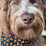 Joey is registered to the contest to win money with this photo: dog, close_up, nose, fur, bandana, candy_corn, brown_fur, whiskers, muzzle, eyes, floppy_ears, pet, portrait, cute, indoors, groomed, mustache, texture, snout, friendly