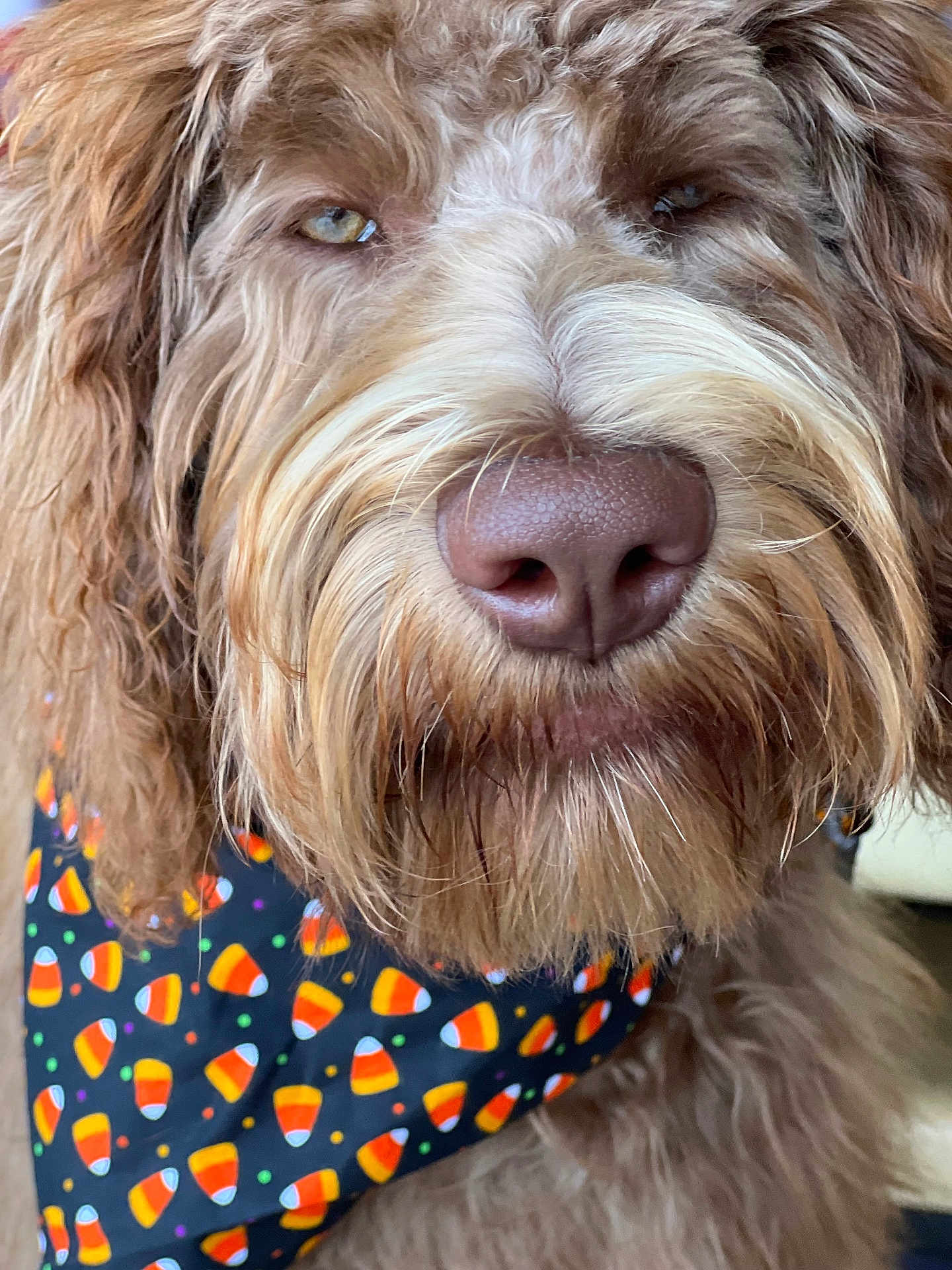 Joey is registered to the contest to win money with this photo: dog, close_up, nose, fur, bandana, candy_corn, brown_fur, whiskers, muzzle, eyes, floppy_ears, pet, portrait, cute, indoors, groomed, mustache, texture, snout, friendly