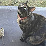 animal, bell, cat, collar, curious, cute, domestic, ears, feline, fur, grass, leaf, looking_up, mat, nature, outdoor, pet, sitting, tortoiseshell, whiskers