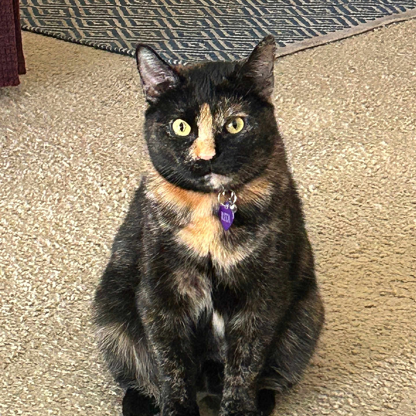 Rita joined the competition — help win amazing prizes! abyssinian, accessories, animal, blackcat, brasssection, cat, collar, couch, furniture, homedecor, horn, indoors, kitten, leash, manx, musicalinstrument, pet, purple, siamese, strap