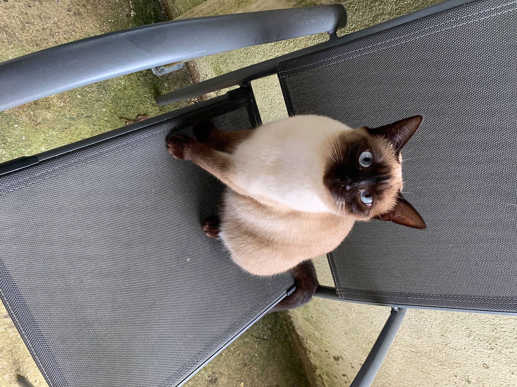 Simone a rejoint le concours — aidez-le/la à gagner de superbes lots ! balinese, carnivore, cat, fawn, felidae, fur, metal, siamese, small_to_medium_sized_cats, snout, tail, thai, whiskers