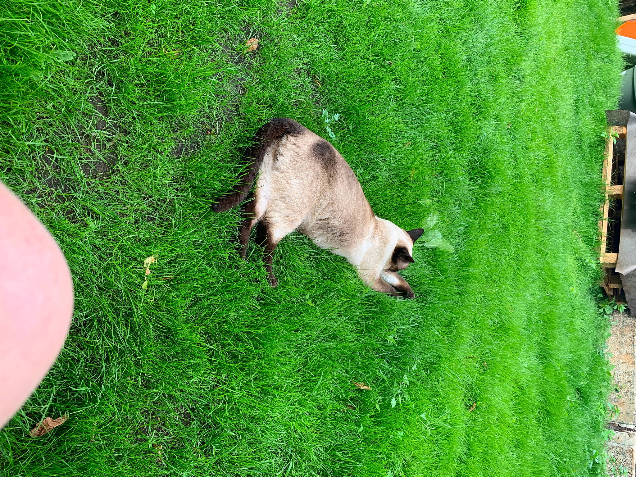 Simone participe au concours pour gagner de l'argent avec cette photo : art, canidae, dog_breed, fawn, felidae, grass, grass_family, grassland, grazing, green, groundcover, landscape, lawn, pasture, plant, rodent, snout, sporting_group, tail, terrestrial_animal