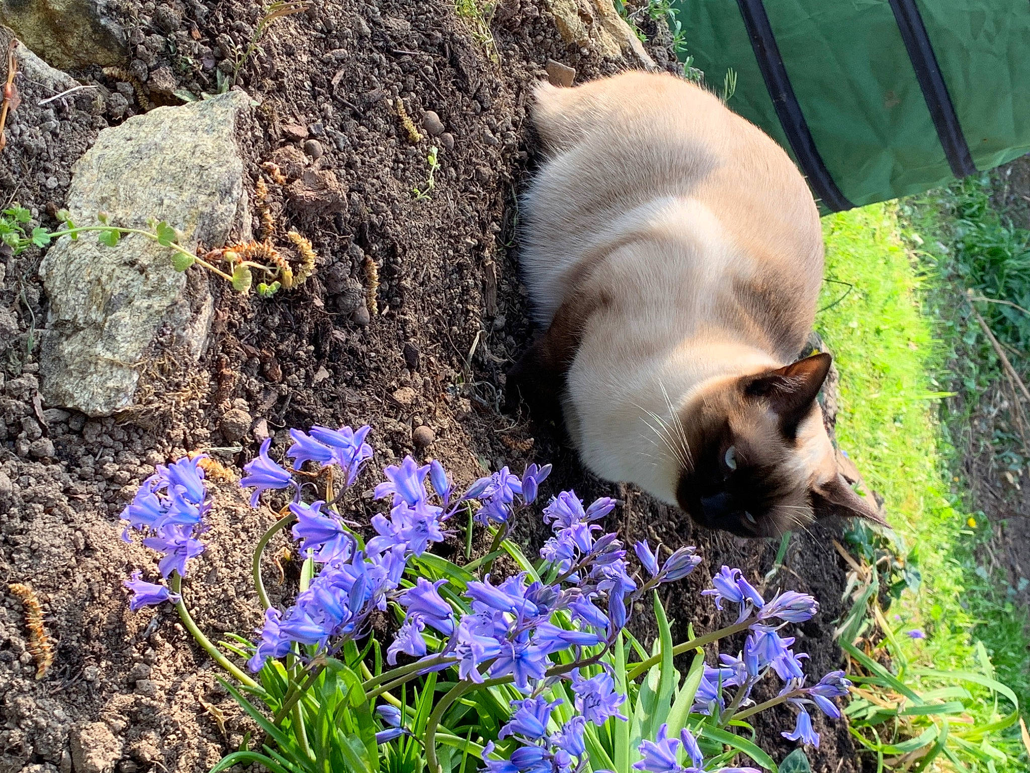 Simone a rejoint le concours — aidez-le/la à gagner de superbes lots ! balinese, botany, carnivore, cat, fawn, felidae, flower, flowering_plant, grass, groundcover, herbaceous_plant, petal, plant, shrub, siamese, small_to_medium_sized_cats, tail, whiskers, wildlife, wood