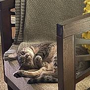 Jasper joined the competition — help win amazing prizes! cat, sleeping, chair, blanket, furniture, indoor, cozy, tabby, pet, relaxed, whiskers, paw, domestic, resting, feline, home, cute, animal, soft, napping