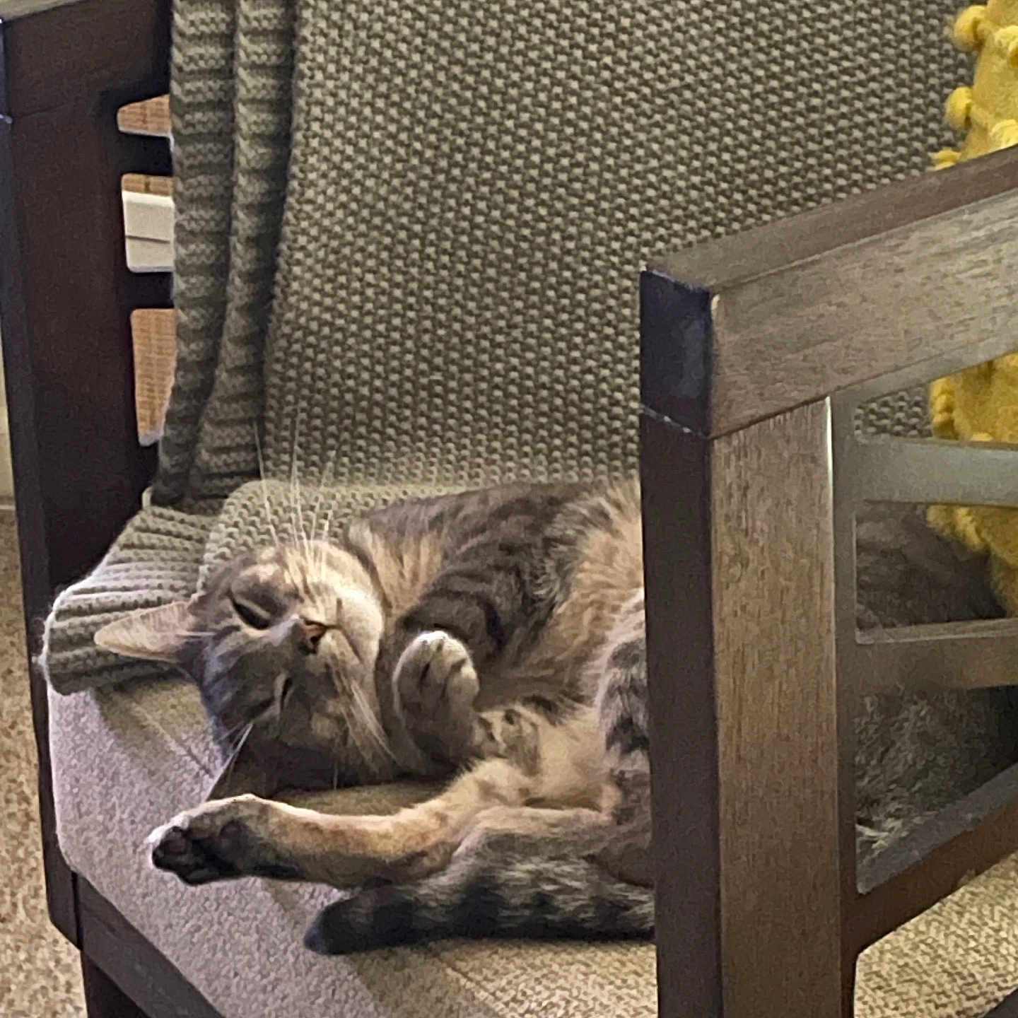 Jasper joined the competition — help win amazing prizes! animal, blanket, cat, chair, cozy, cute, domestic, feline, furniture, home, indoor, napping, paw, pet, relaxed, resting, sleeping, soft, tabby, whiskers