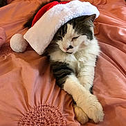 Mrb is registered to the contest to win money with this photo: animal, bed, cat, cozy, crossed_paws, cute, domestic_cat, feline, festive, fur, holiday, indoor, pet, pink_blanket, relaxed, resting, santa_hat, sleepy, soft_texture, whiskers