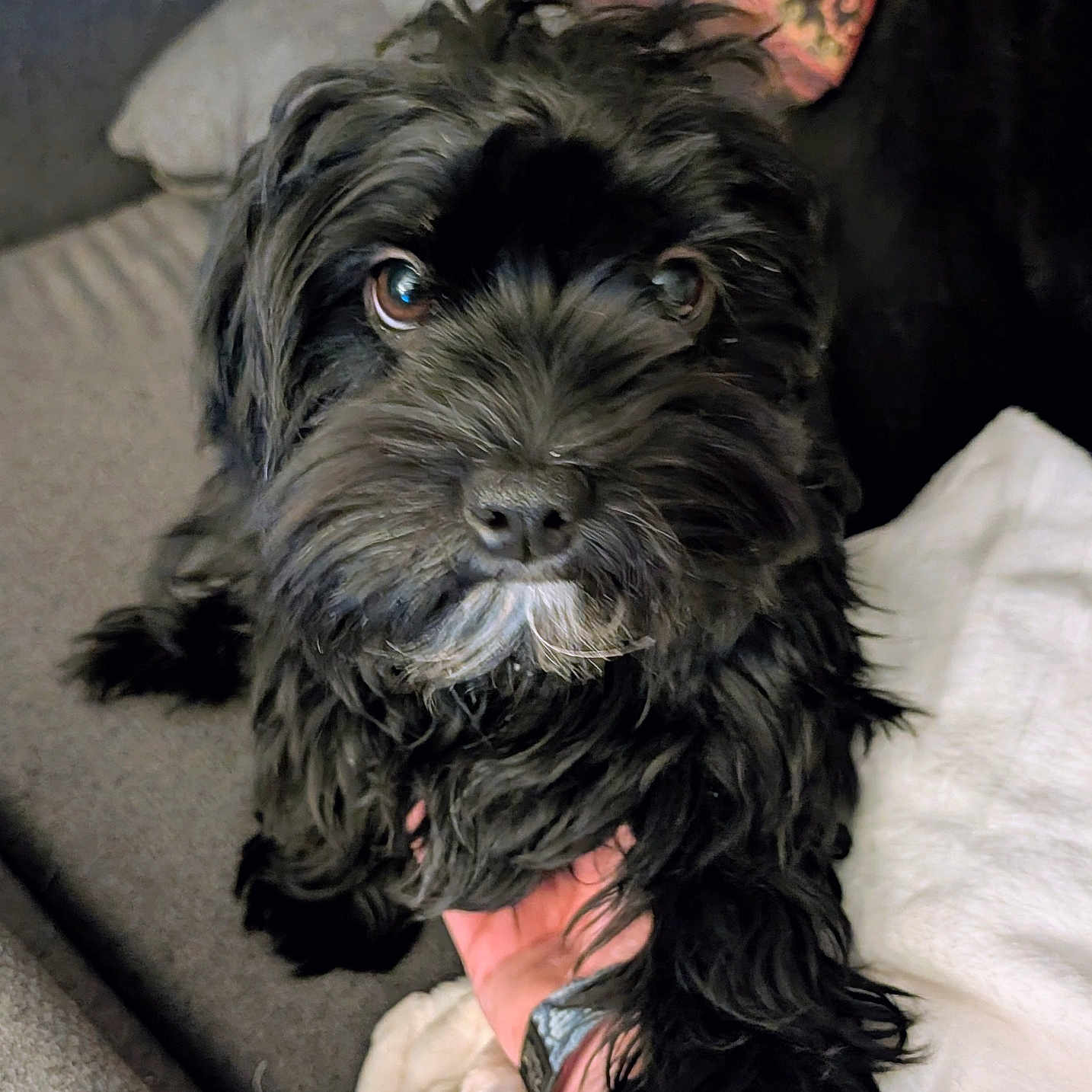 Moppet