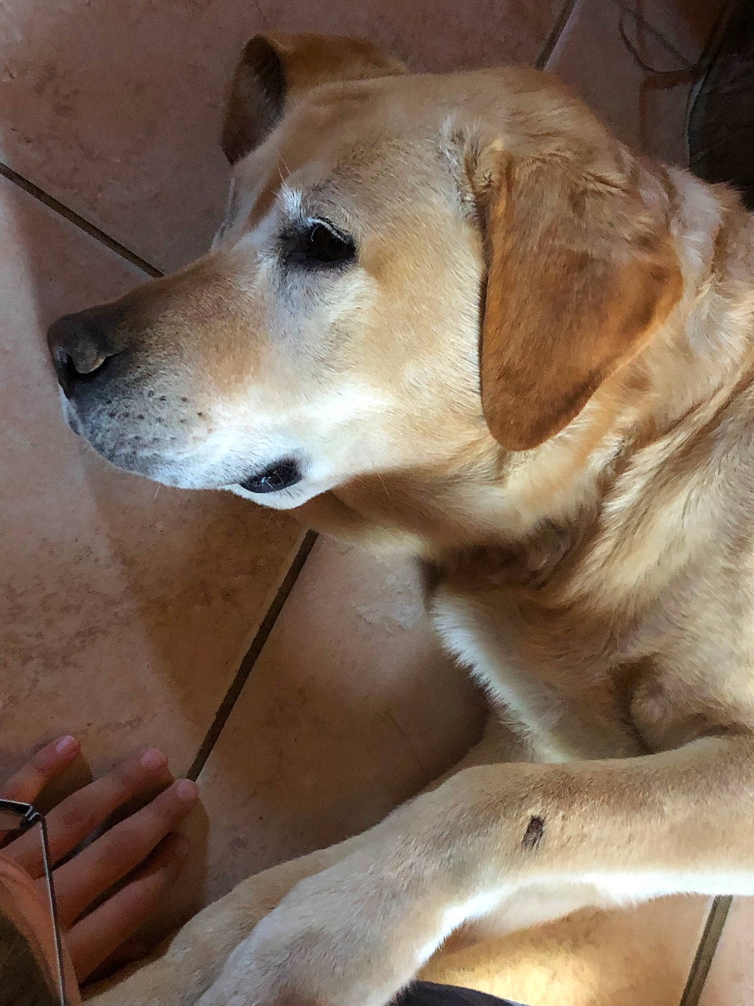 Endy a rejoint le concours — aidez-le/la à gagner de superbes lots ! canidae, carnivore, companion_dog, dog, dog_breed, fawn, golden_retriever, labrador_retriever, mammal, nose, retriever, snout, sporting_group, whiskers