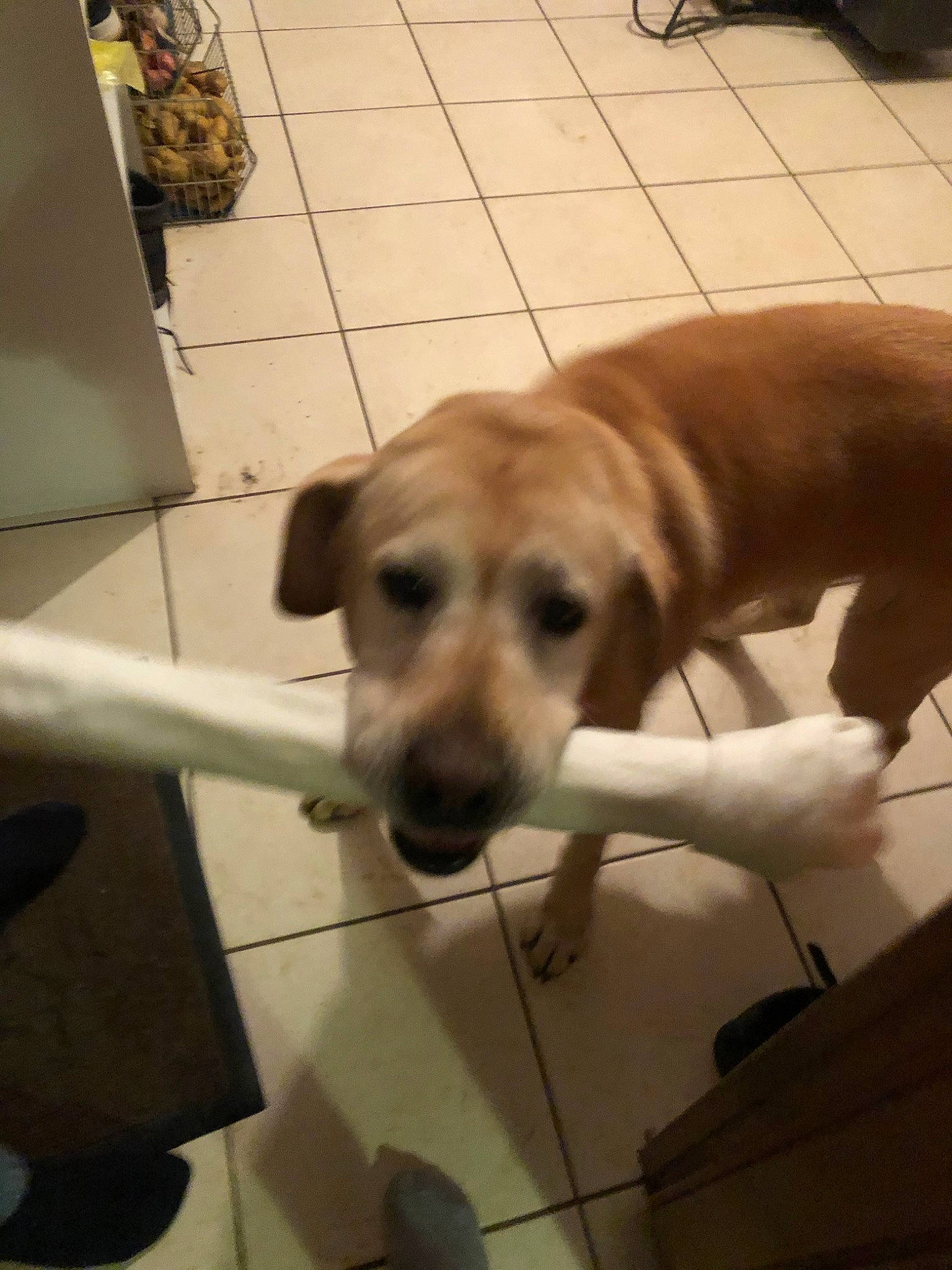 Endy a rejoint le concours — aidez-le/la à gagner de superbes lots ! beagador, canidae, carnivore, companion_dog, dog, dog_breed, fawn, golden_retriever, labrador_retriever, mammal, puppy, rare_breed_dog, retriever, rhodesian_ridgeback, snout, sporting_group