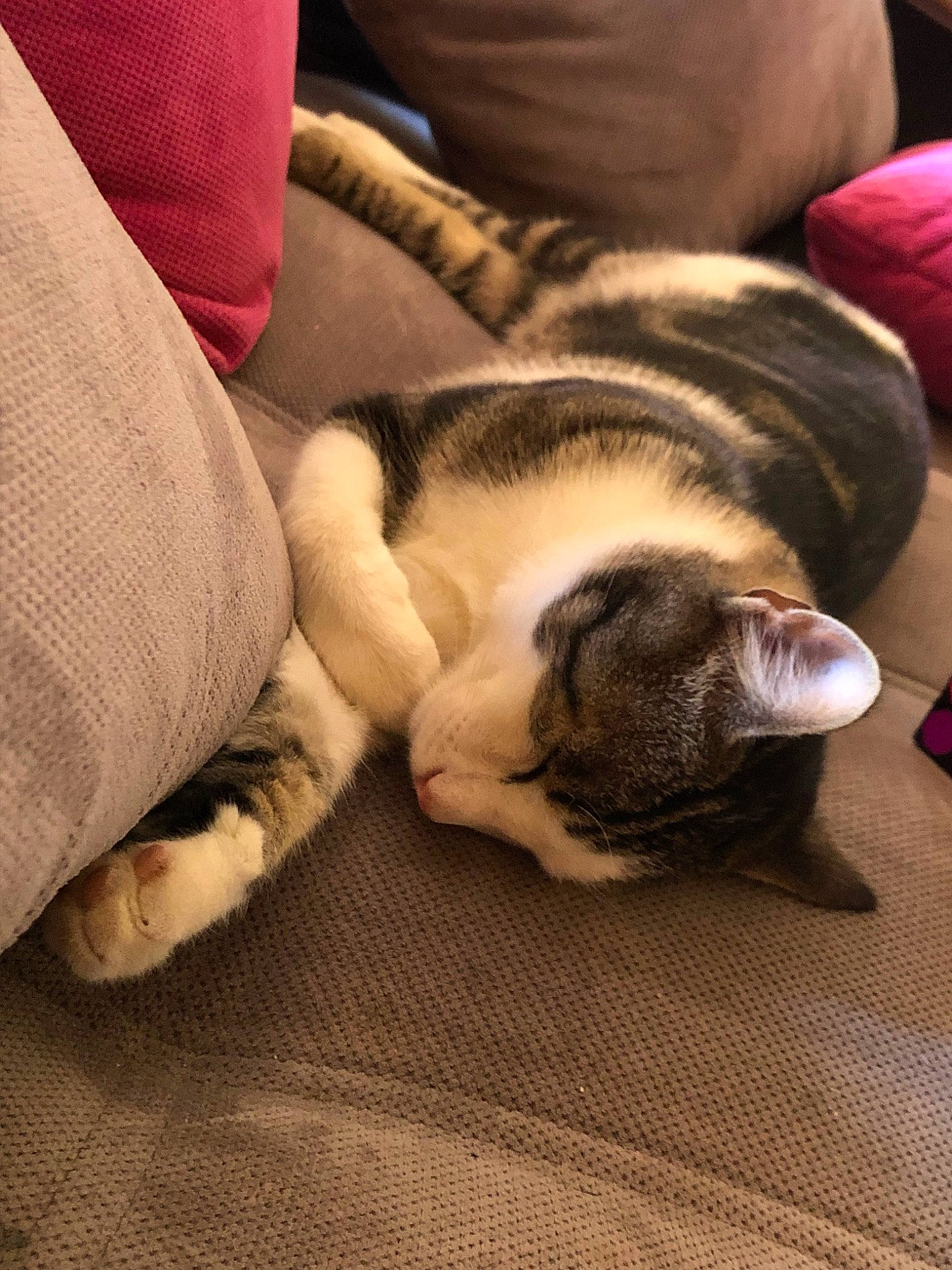 Minée a rejoint le concours — aidez-le/la à gagner de superbes lots ! canidae, carnivore, cat, ear, fawn, felidae, kitten, mammal, nap, paw, puppy, sleep, small_to_medium_sized_cats, snout, whiskers