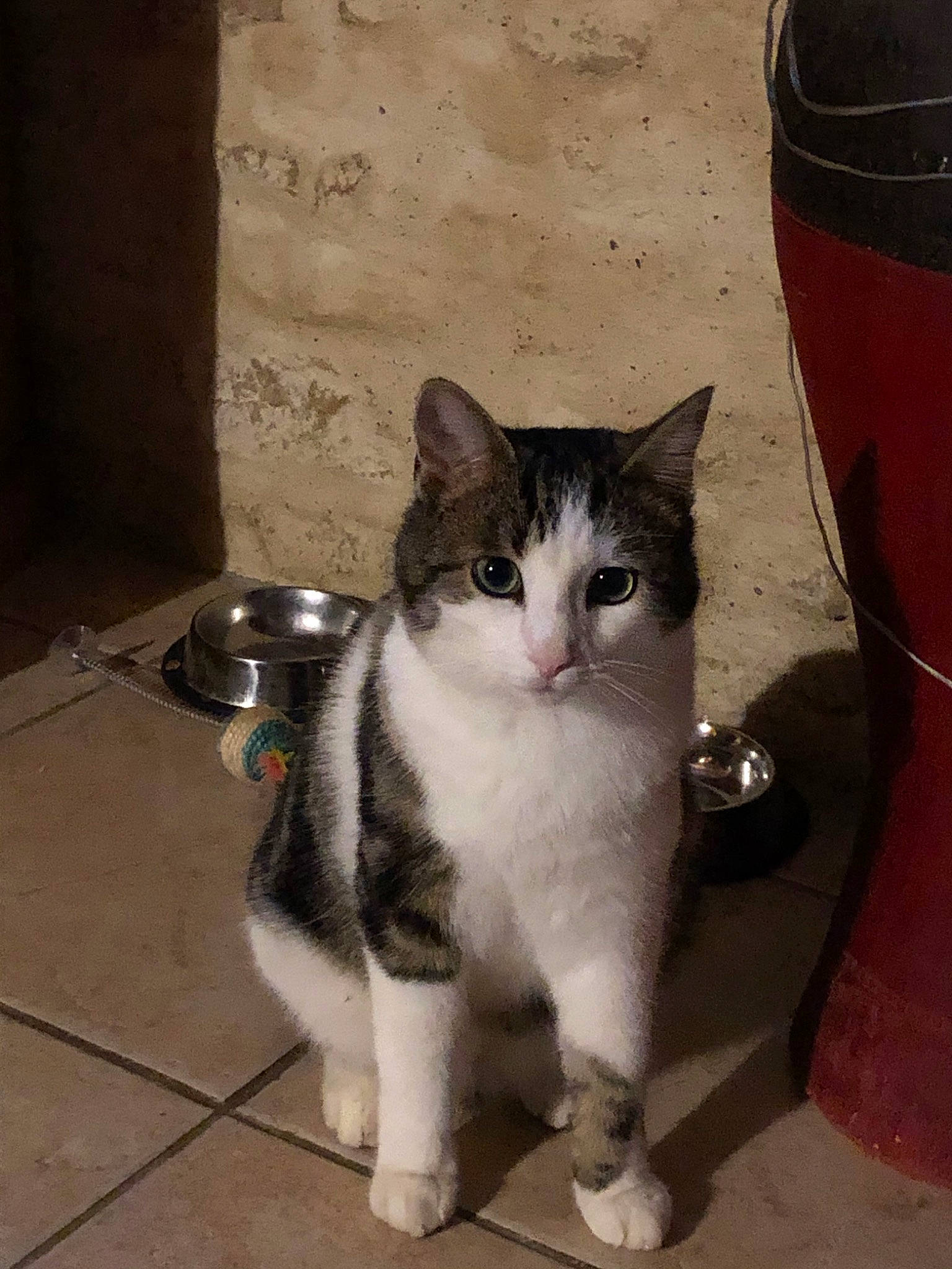 Minée participe au concours pour gagner de l'argent avec cette photo : aegean_cat, american_wirehair, asian, carnivore, cat, cymric, domestic_short_haired_cat, european_shorthair, felidae, kitten, mammal, polydactyl_cat, small_to_medium_sized_cats, tail, vertebrate, whiskers