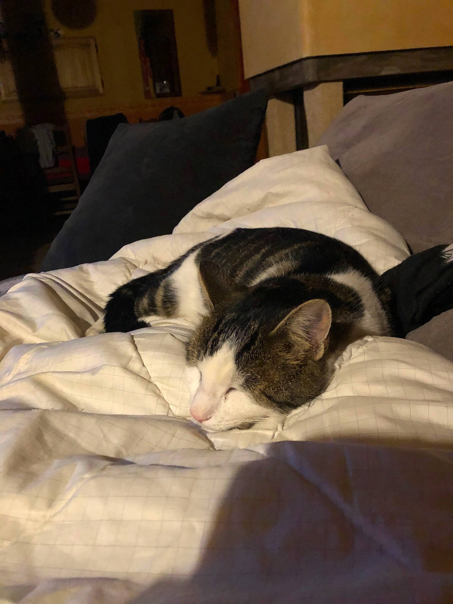 Minée a rejoint le concours — aidez-le/la à gagner de superbes lots ! bed, bed_sheet, bedding, bedtime, carnivore, cat, comfort, ear, felidae, fur, furniture, linens, nap, pillow, room, sleep, small_to_medium_sized_cats, textile, whiskers