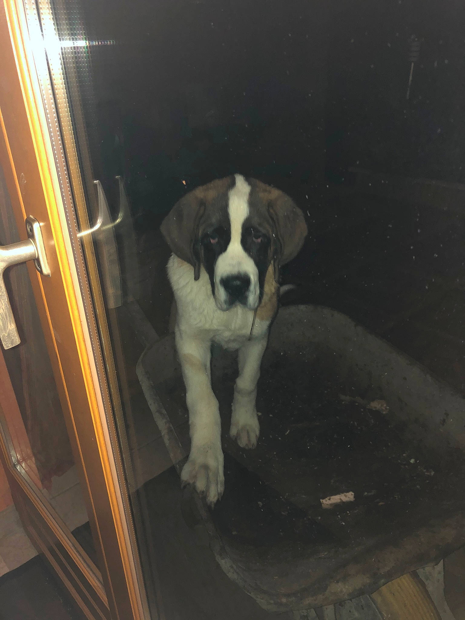 Praline participe au concours pour gagner de l'argent avec cette photo : boxer, canidae, carnivore, companion_dog, dog, dog_breed, fawn, guard_dog, moscow_watchdog, puppy, rafeiro_do_alentejo, snout, sporting_group, st_bernard, working_dog