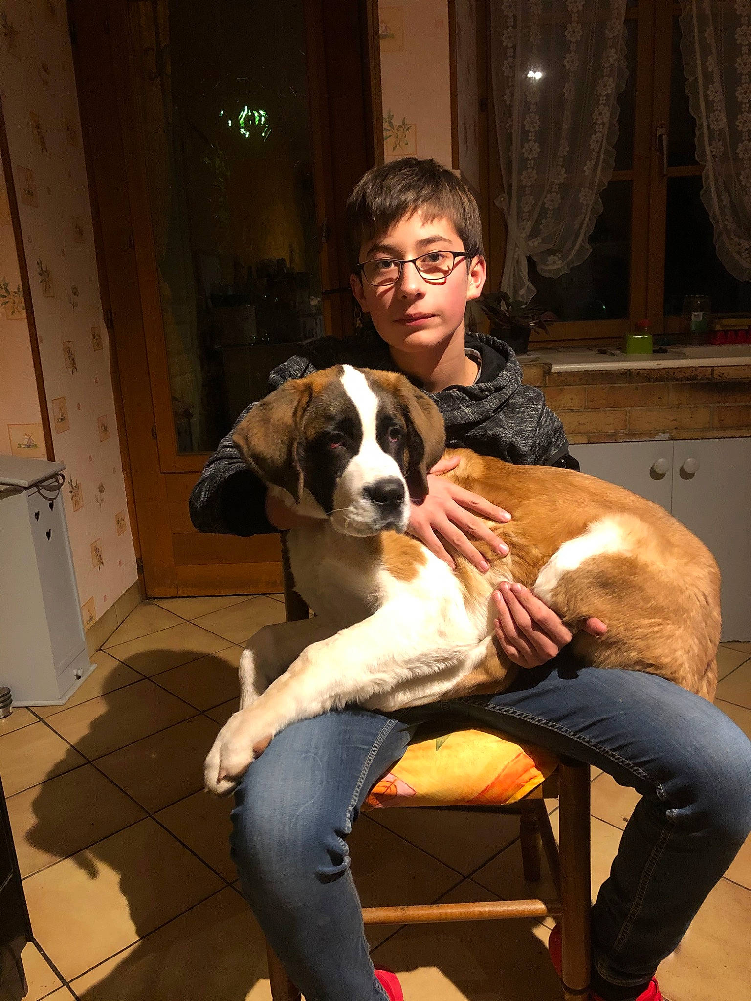 Praline a rejoint le concours — aidez-le/la à gagner de superbes lots ! canidae, carnivore, companion_dog, dog, dog_breed, fawn, guard_dog, mammal, moscow_watchdog, rafeiro_do_alentejo, sporting_group, st_bernard