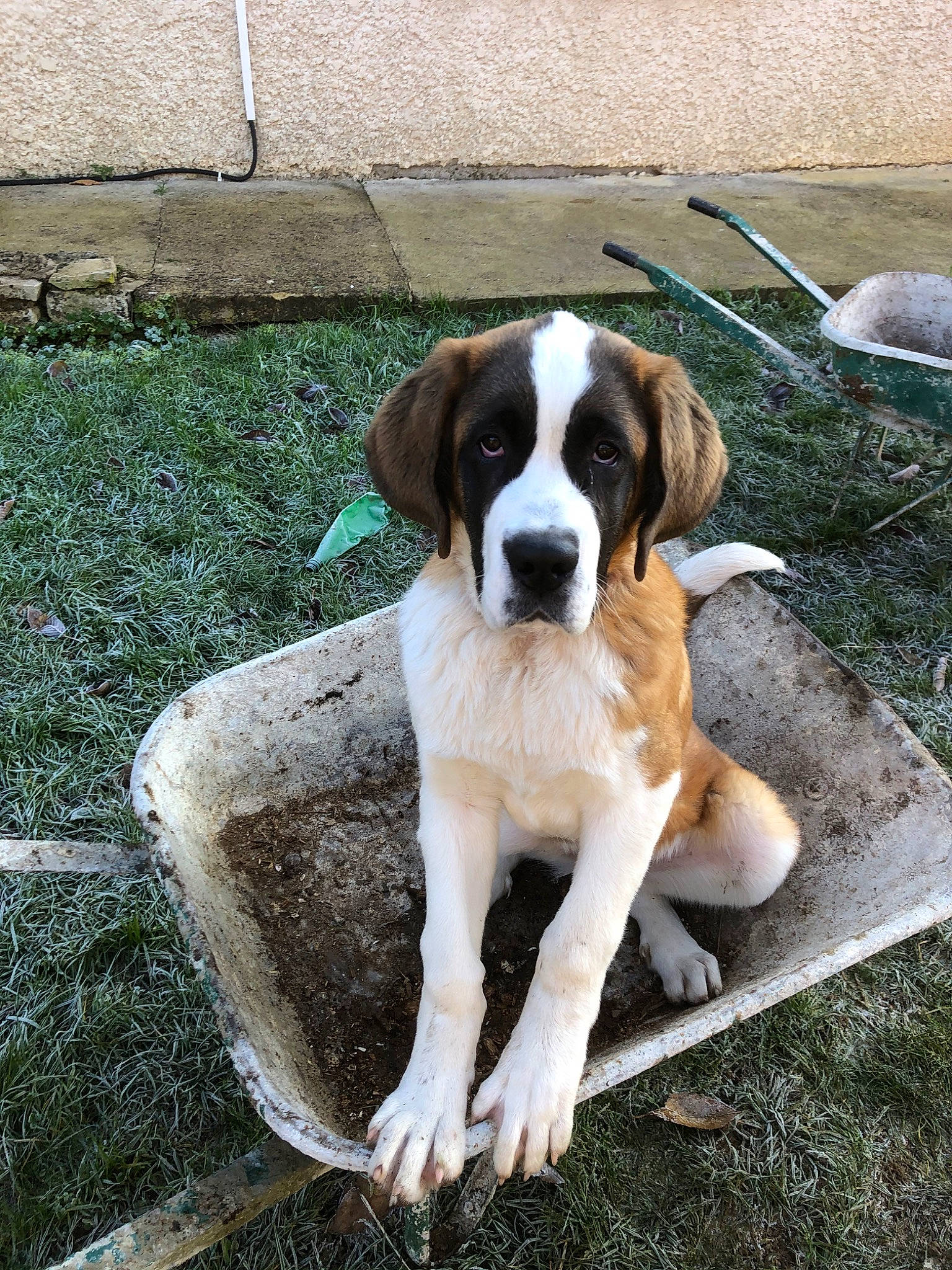 Praline participe au concours pour gagner de l'argent avec cette photo : canidae, carnivore, companion_dog, dog, dog_breed, drentse_patrijshond, fawn, hunting_dog, mammal, moscow_watchdog, rafeiro_do_alentejo, rare_breed_dog, sporting_group, st_bernard, vertebrate