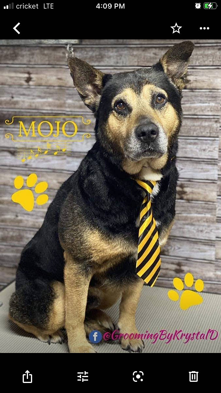 Mojo