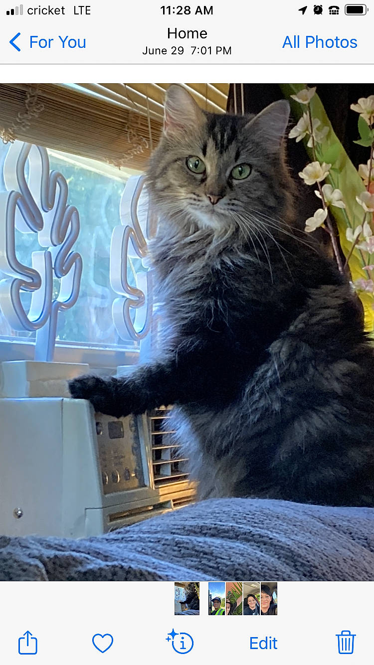 Chica is registered to the contest to win money with this photo: art, carnivore, cat, claw, domestic_short_haired_cat, electric_blue, felidae, font, fur, graphics, paw, photo_caption, rectangle, small_to_medium_sized_cats, snapshot, snout, tail, terrestrial_animal, visual_arts, whiskers