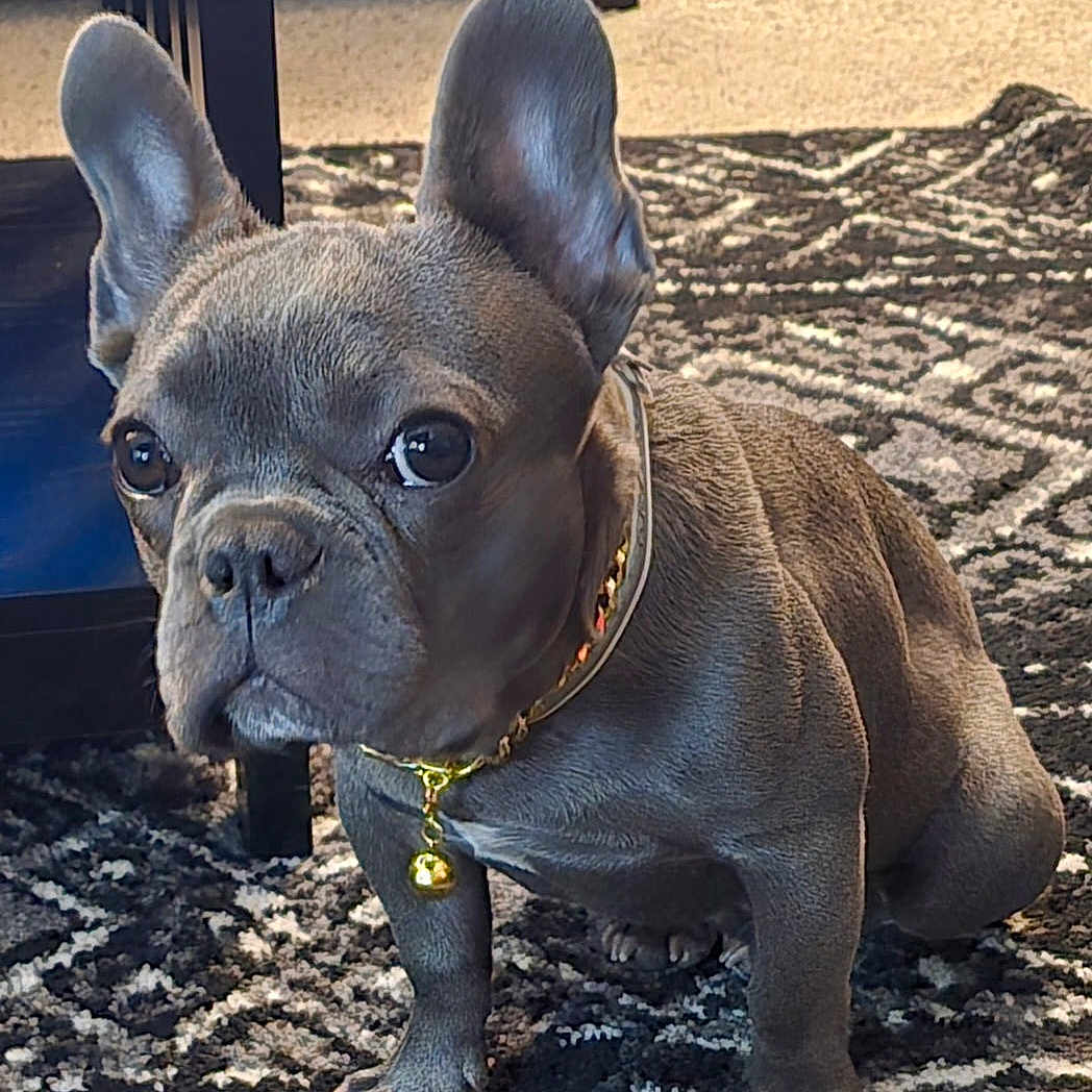 Potato Spud The Stud joined the competition — help win amazing prizes! animal, bell, black_and_white_rug, carpet, collar, curious, cute, dog, domestic, ears, floor, french_bulldog, fur, furniture, indoor, paw, pet, puppy, sitting, young