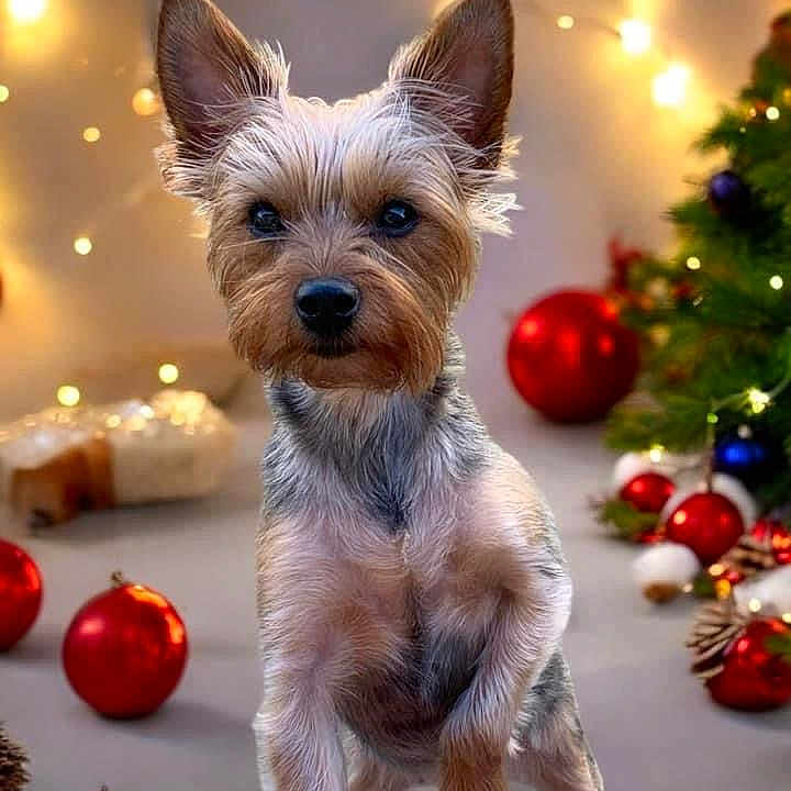 Bella joined the competition — help win amazing prizes! accessories, animal, canine, christmas, christmasdecorations, christmastree, christmastreeornaments, dog, envelope, festival, greetingcard, lighting, mail, pet, plant, puppy, terrier, tree, whitedog