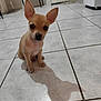 puppy, dog, small_dog, ears, floor, tile_floor, indoor, pet, cute, young_dog, shadow, animal, sitting, looking_at_camera, whiskers, brown_dog, adorable, companion, domestic_animal, curious