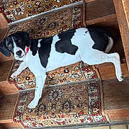 Marcus participe au concours pour gagner de l'argent avec cette photo : dog, black_and_white, collar, carpet, pattern, stairs, wood, pet, animal, indoor, resting, looking_up, curious, floor, canine, domestic_animal, home, paw, fur, relaxed