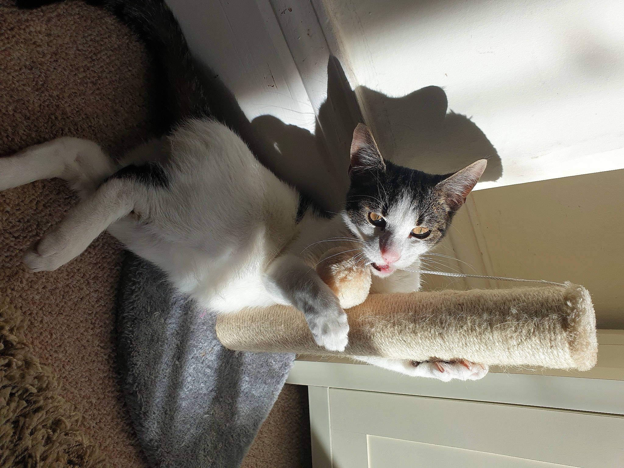 Roger is registered to the contest to win money with this photo: aegean_cat, american_wirehair, asian, carnivore, cat, domestic_short_haired_cat, european_shorthair, felidae, kitten, paw, polydactyl_cat, small_to_medium_sized_cats, whiskers