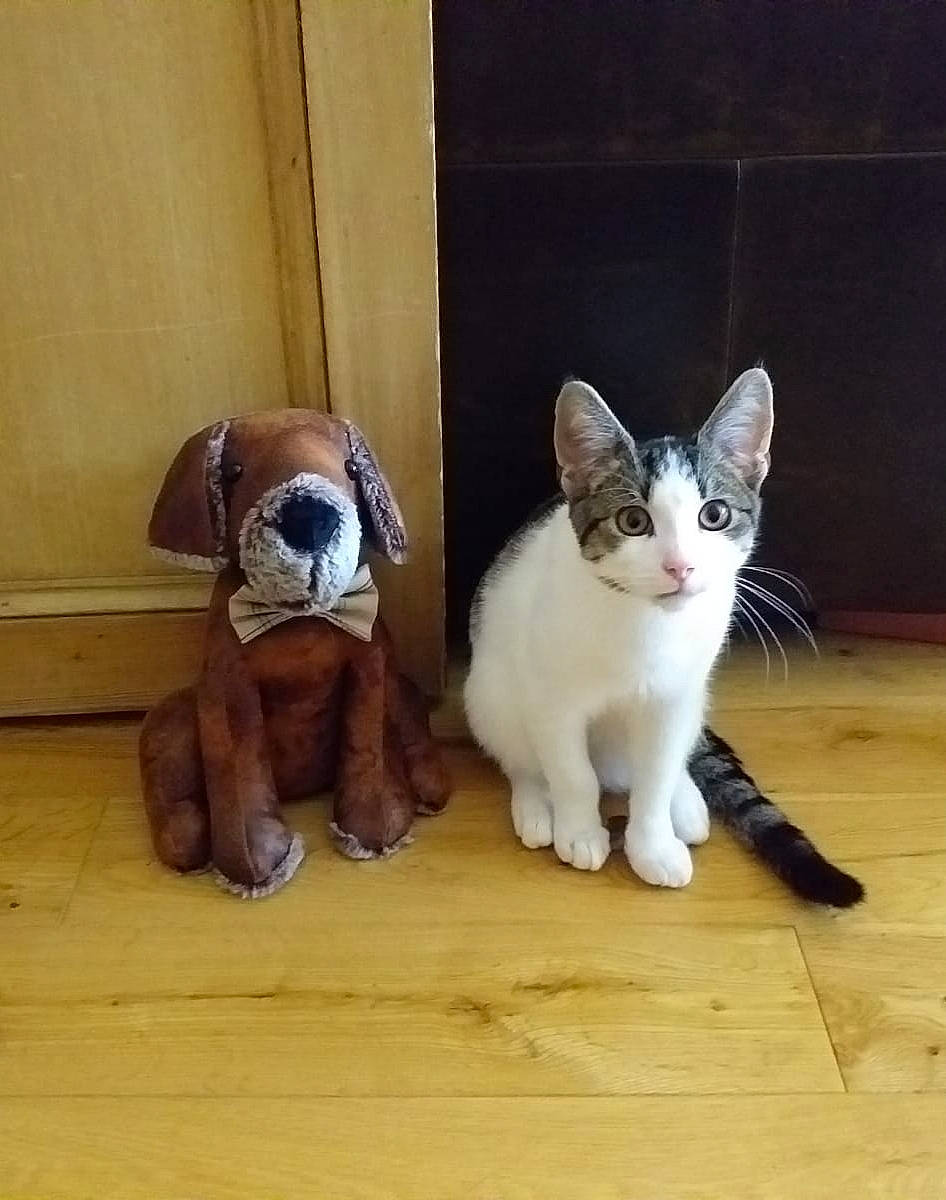 Roger is registered to the contest to win money with this photo: asian, carnivore, cat, fawn, felidae, javanese, kitten, mammal, polydactyl_cat, siamese, small_to_medium_sized_cats, snowshoe, tail, thai, tonkinese, whiskers