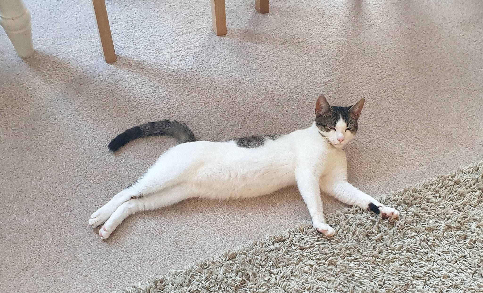 Roger is registered to the contest to win money with this photo: aegean_cat, carnivore, cat, domestic_short_haired_cat, felidae, mammal, small_to_medium_sized_cats, tail, whiskers